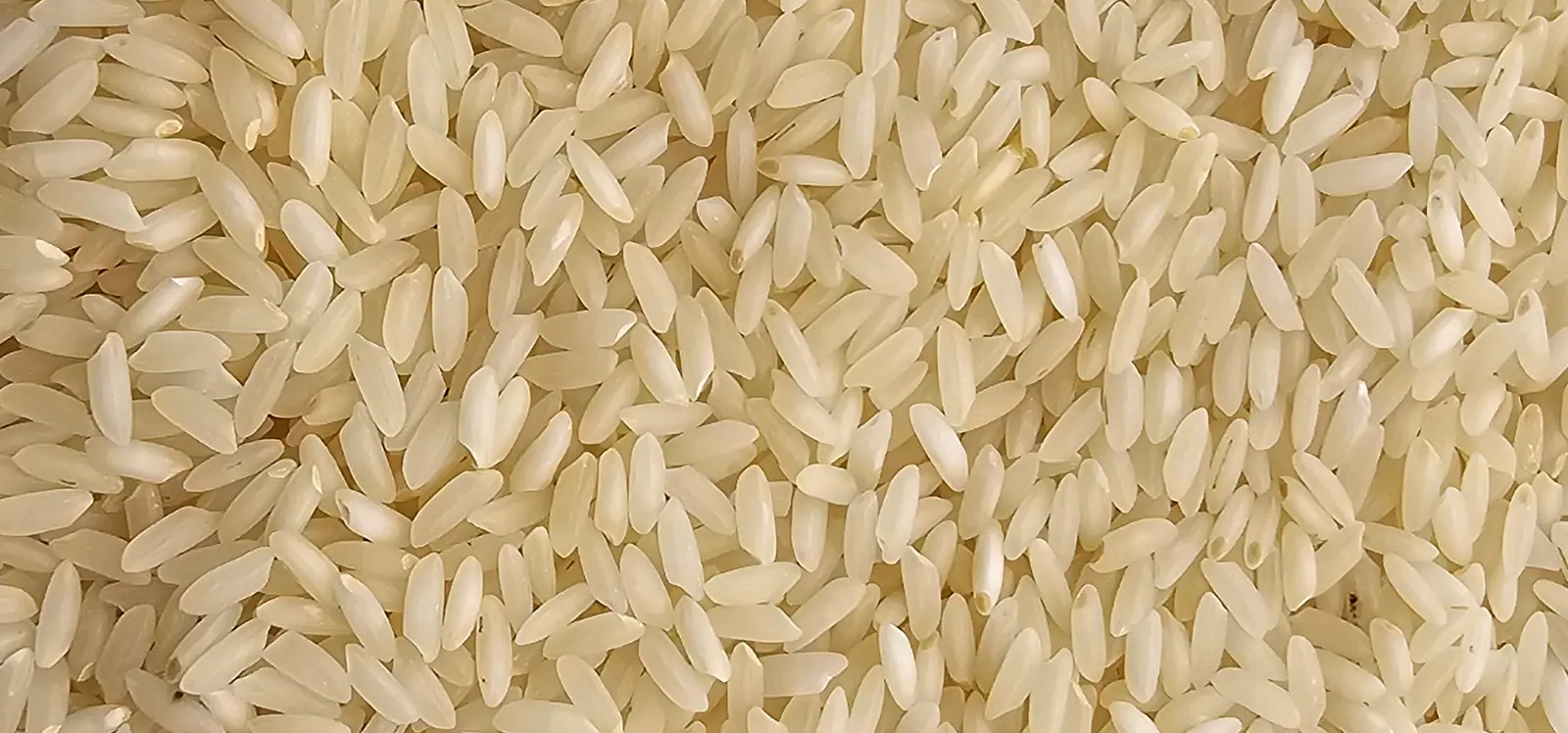 Macro close-up of milled Sona Masoori rice grains